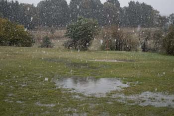 Snowflakes